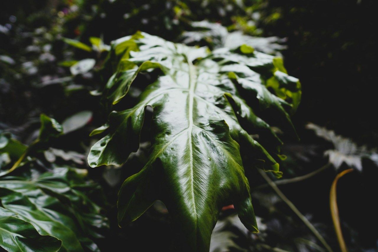 Как поливать растения, чтобы они не погибли: важные лайфхаки для цветоводов