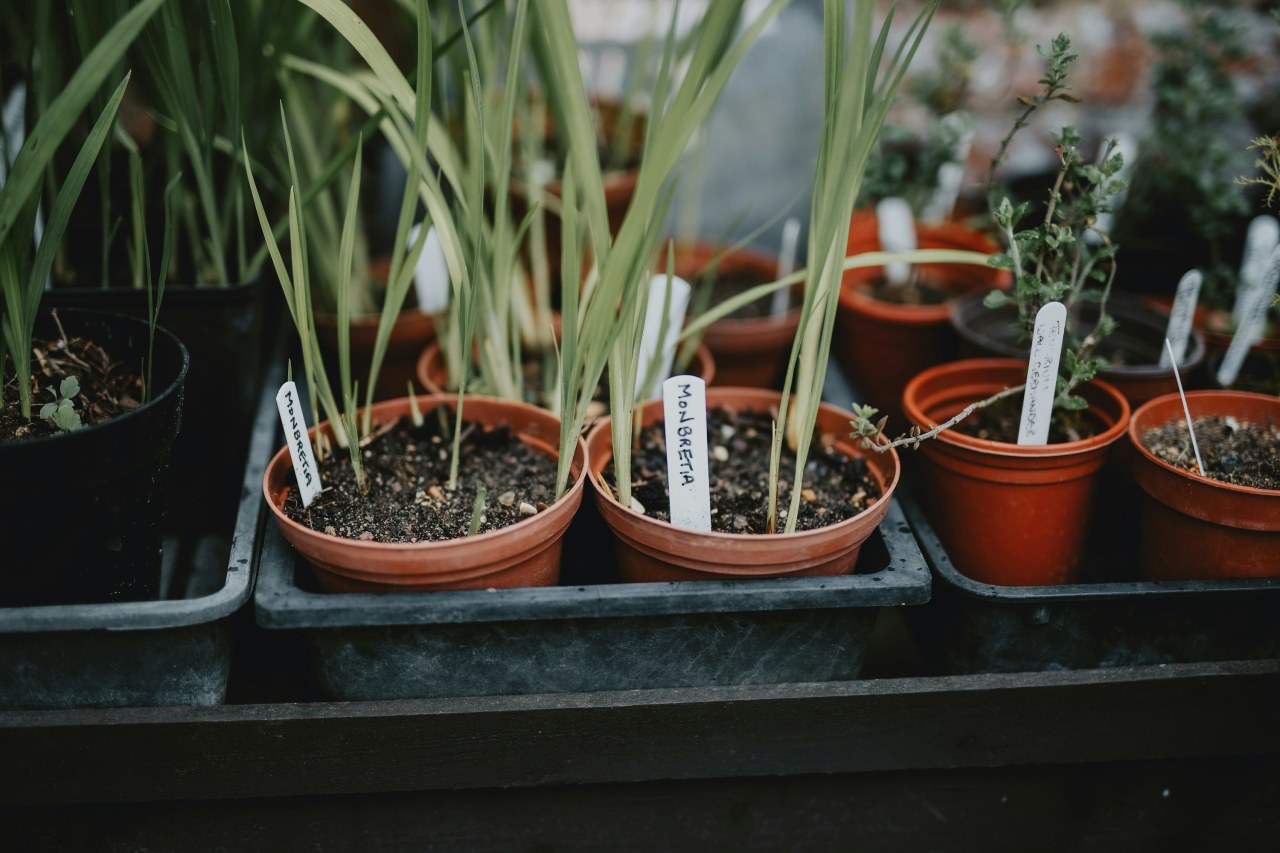 Почему желтеют листья у комнатных растений: основные причины и что делать