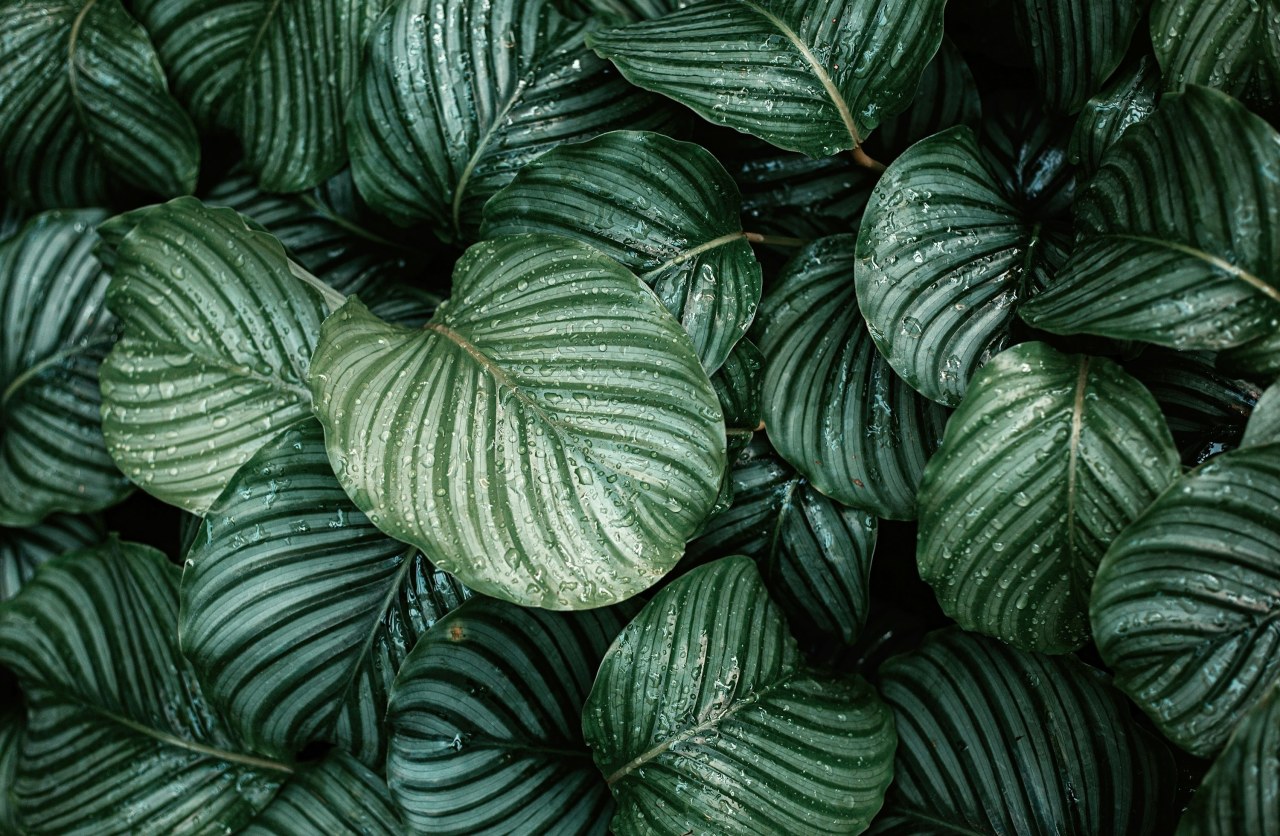 ТОП-5 лучших удобрений для домашних цветов в 2025 году