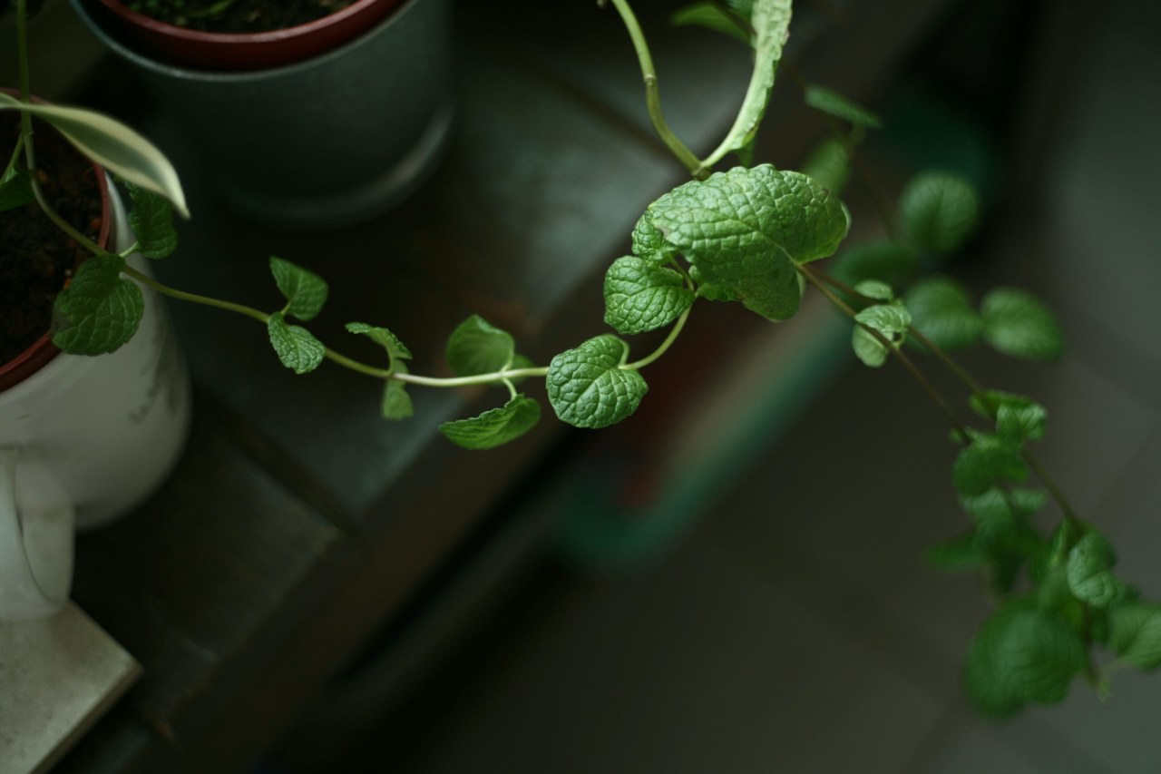 Чем отличаются суккуленты от кактусов: сравнительный обзор