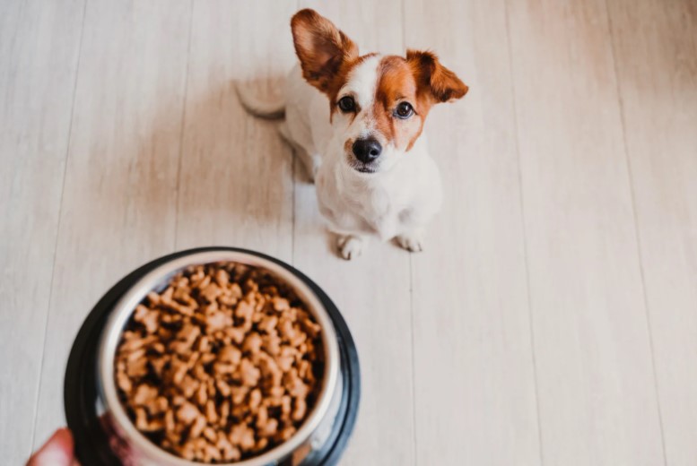 сухой корм натур протекшн для щенков