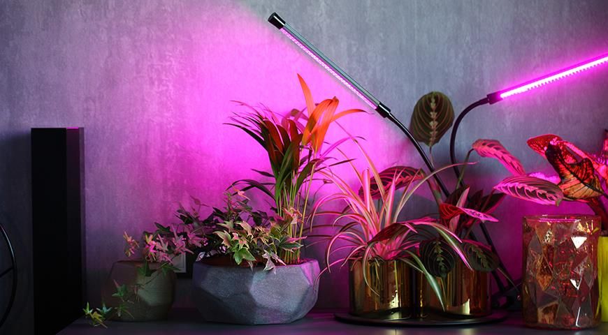 Що подарувати любителю квітів? Що подарувати любителю квітів?