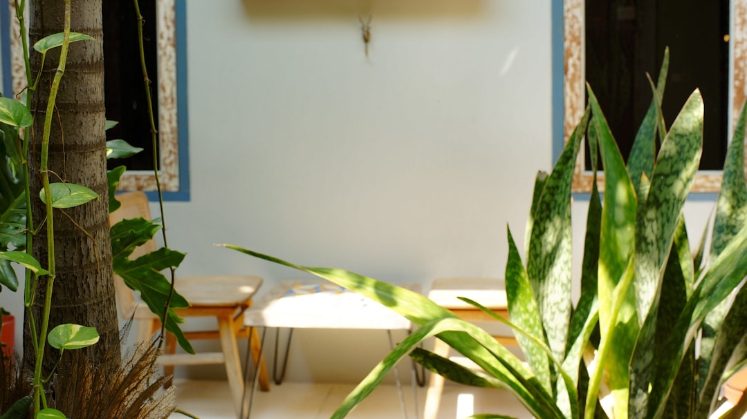 Кімнатні рослини для дитячої кімнати: які вибрати та чому