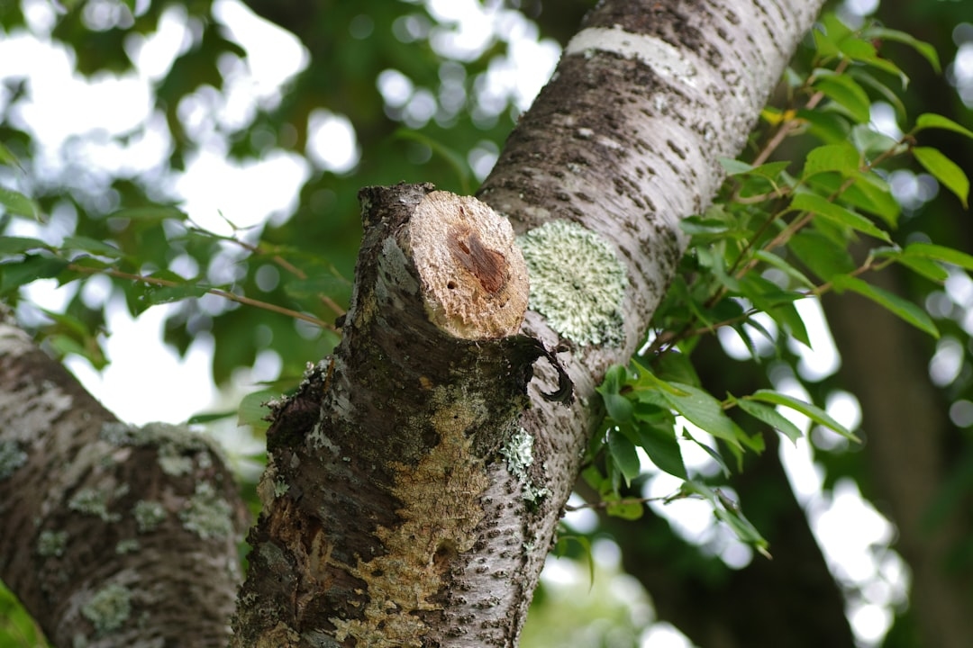Найпоширеніші помилки догляду за фікусами та як їх уникнути
