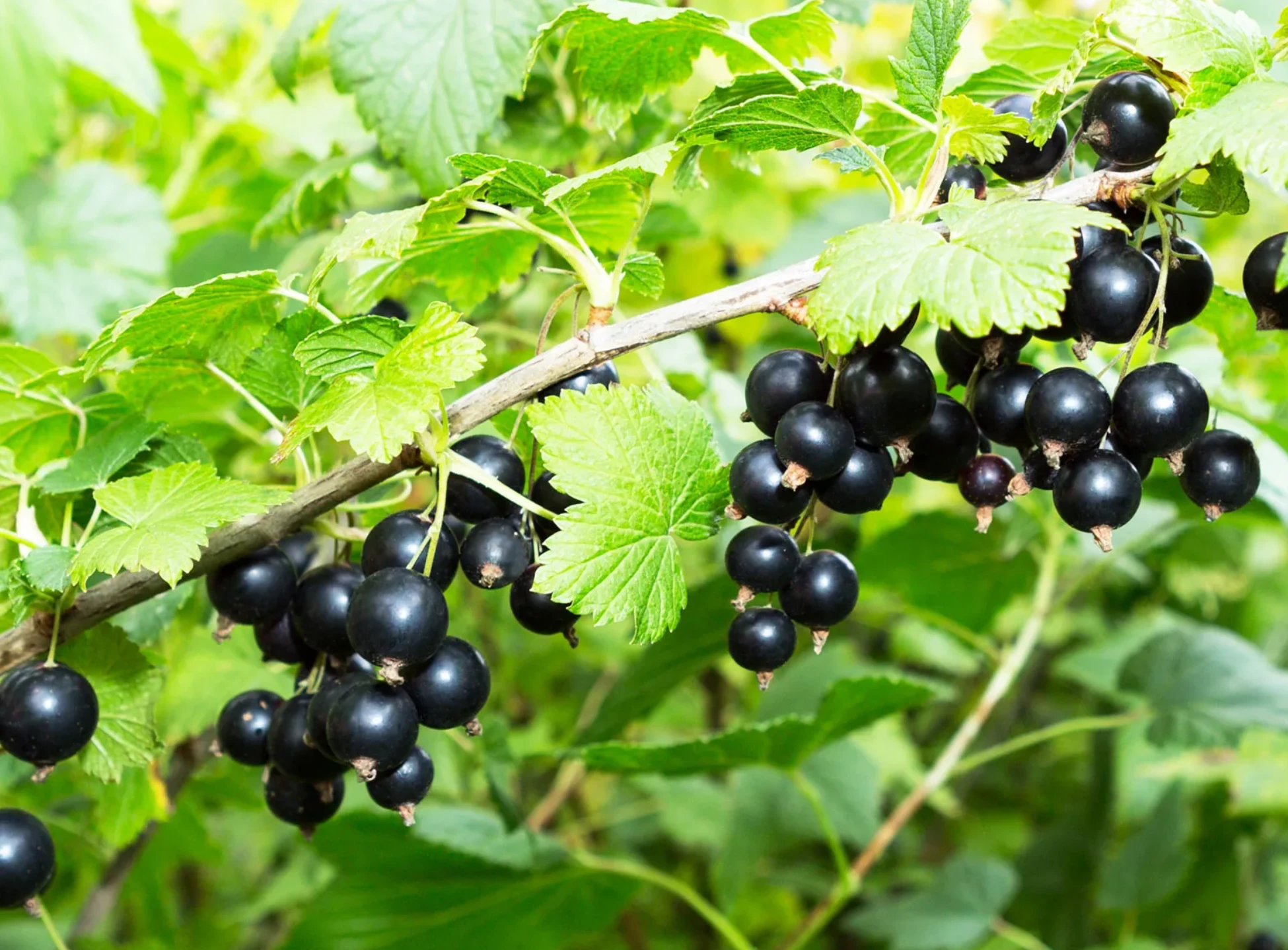 ТОП-5 самых продаваемых саженцев ягодных культур в Украине