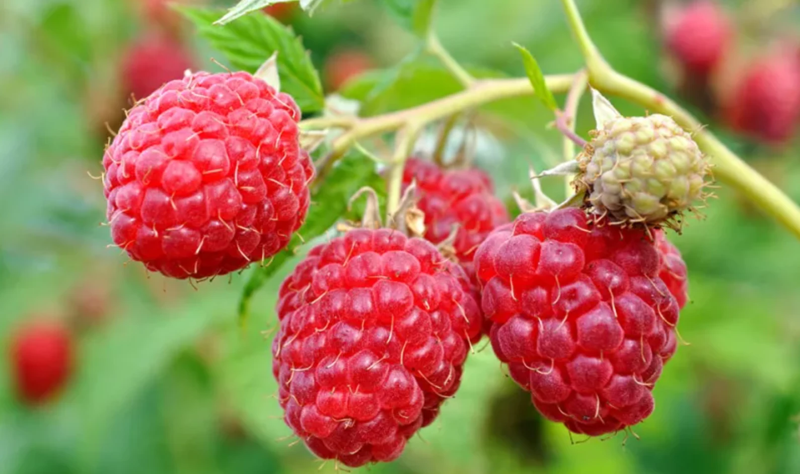 малина фото