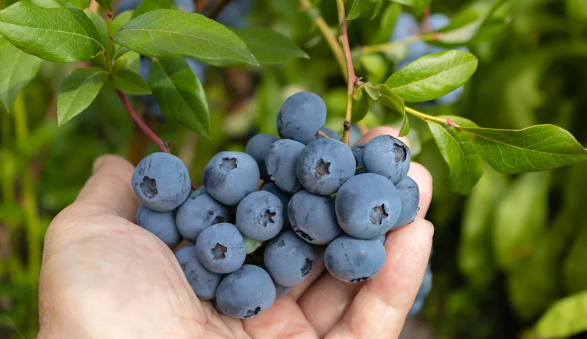 голубика фото