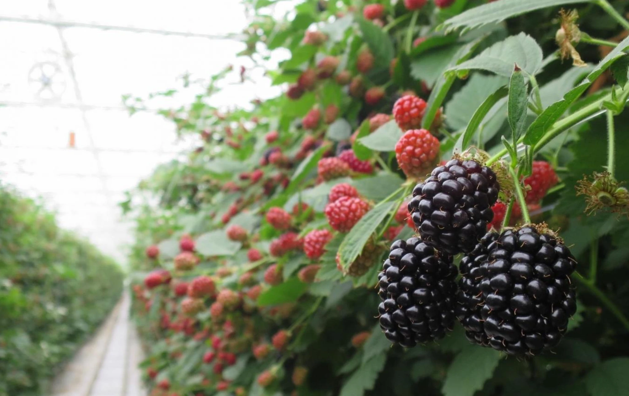 ежевика фото