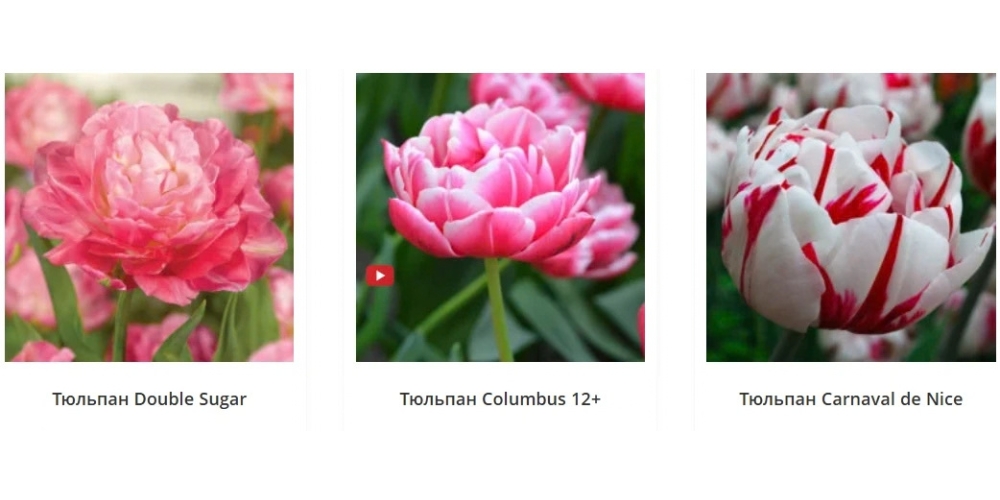 тюльпаны4
